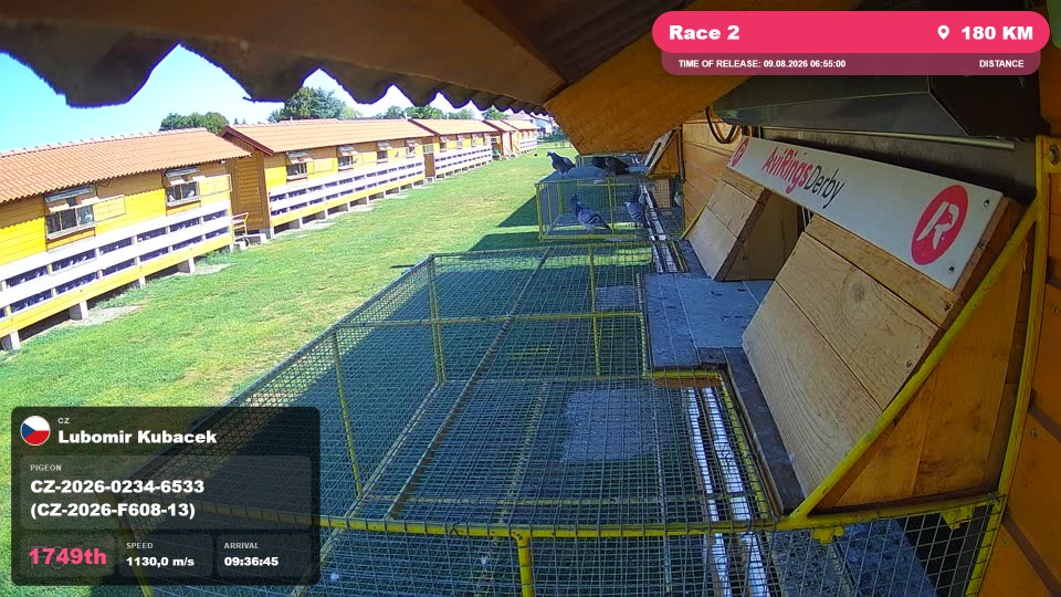 Pigeon Arrival Image For Race Race 2