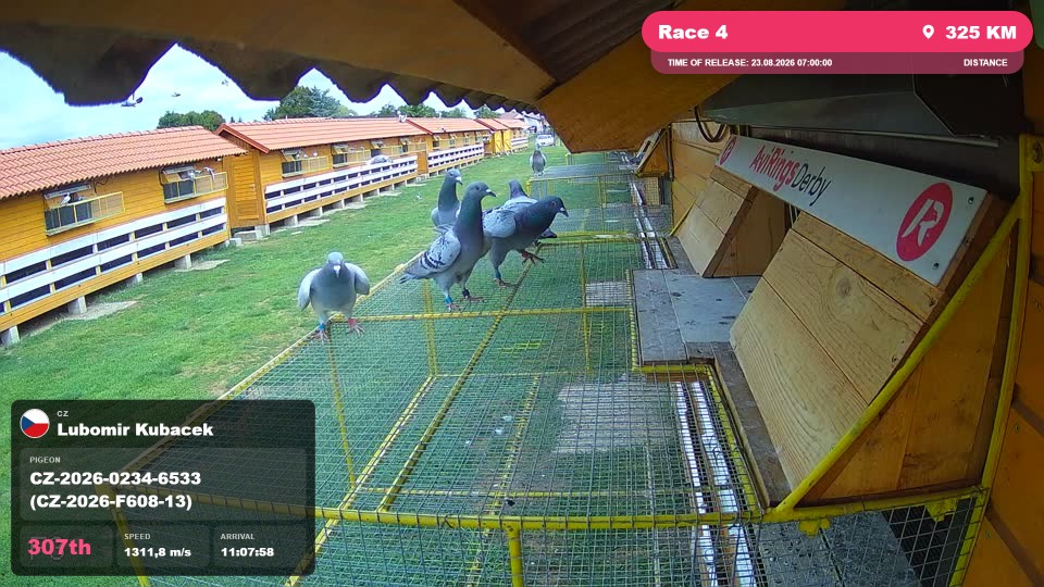 Pigeon Arrival Image For Race Race 4