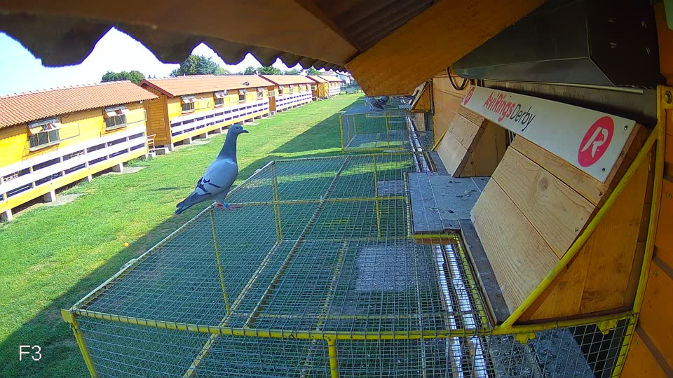 Pigeon Arrival Image For Race Race 1