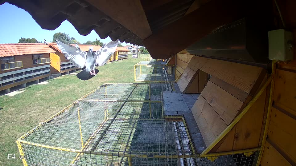 Pigeon Arrival Image For Race Race 5