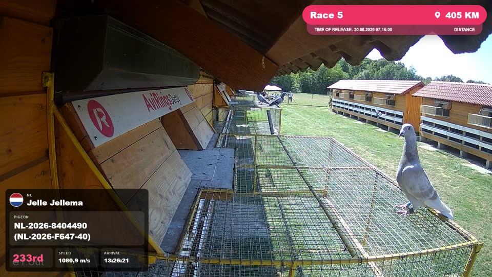 Pigeon Arrival Image For Race Race 5