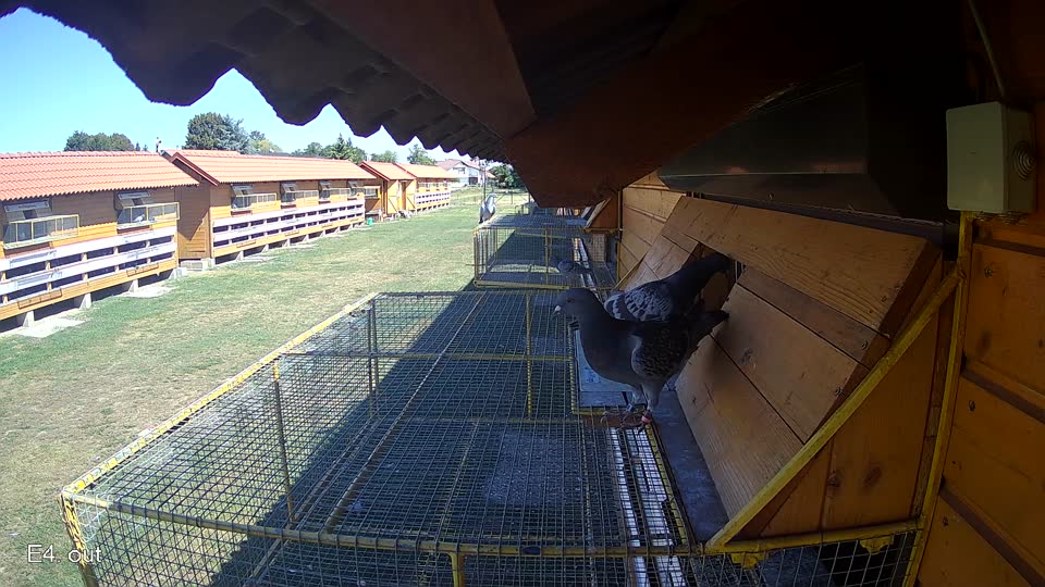 Pigeon Arrival Image For Race Race 3