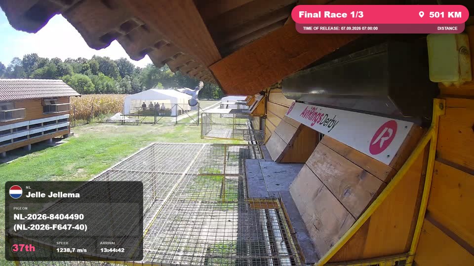 Pigeon Arrival Image For Race Final Race 1/3
