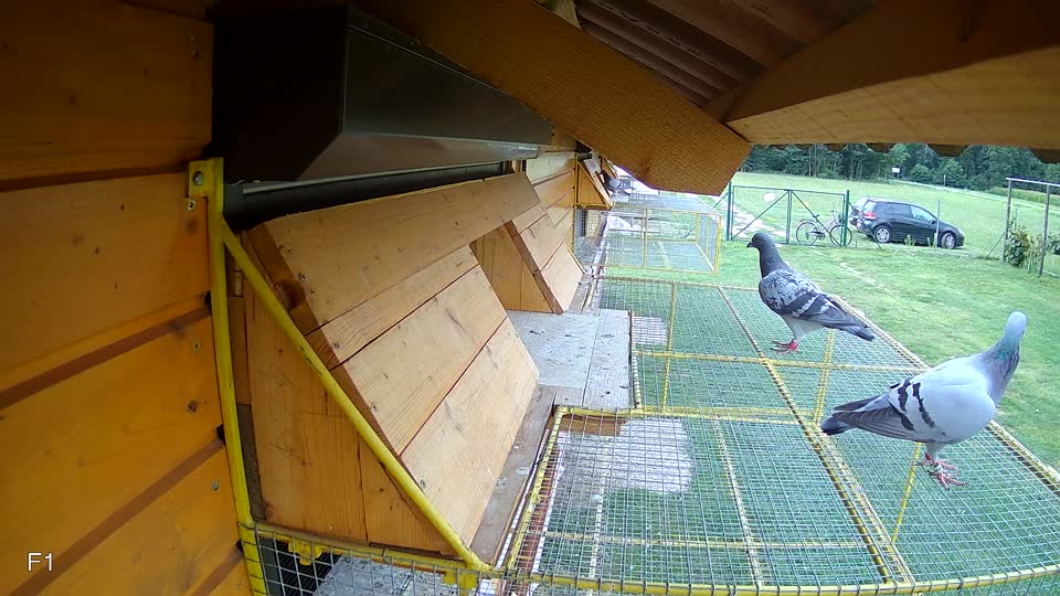 Pigeon Arrival Image For Race Race 3