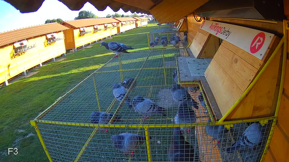 Pigeon Arrival Image For Race Race 5