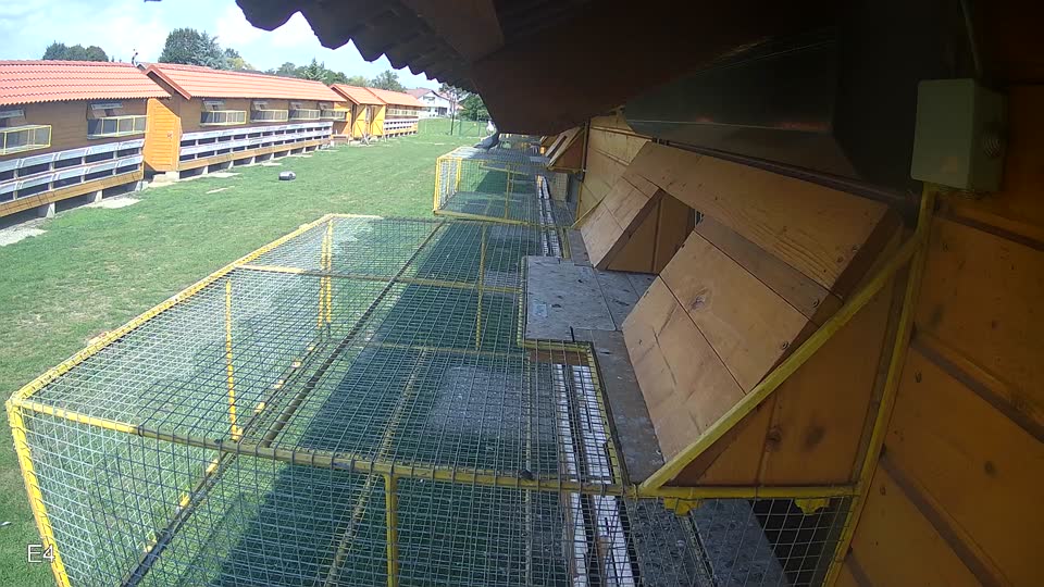 Pigeon Arrival Image For Race Race 6