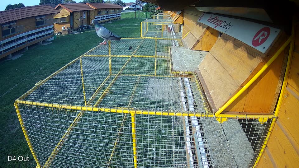 Pigeon Arrival Image For Race Final race 1