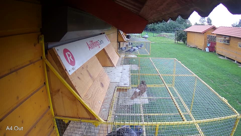 Pigeon Arrival Image For Race Final race 2