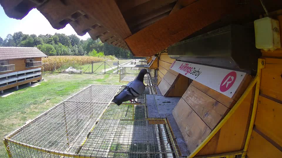 Pigeon Arrival Image For Race Race 5