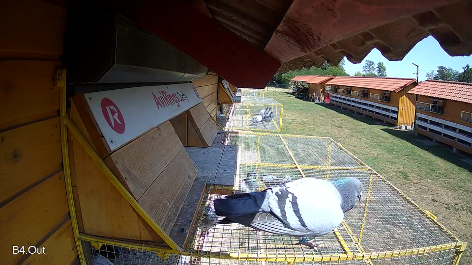 Pigeon Arrival Image For Race Race 2