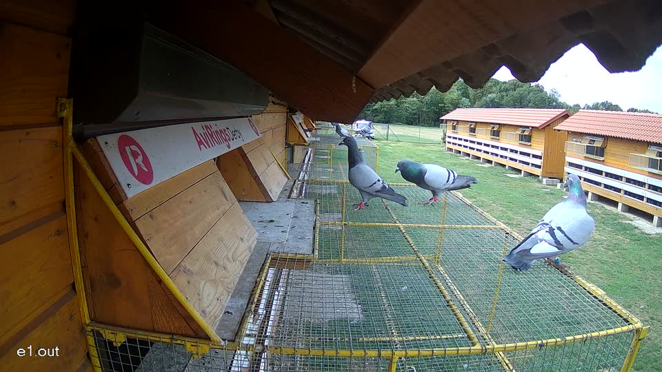 Pigeon Arrival Image For Race Race 4
