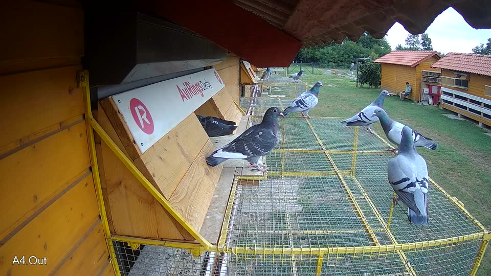 Pigeon Arrival Image For Race Race 3
