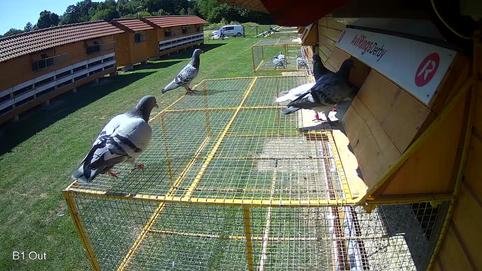 Pigeon Arrival Image For Race Race 2