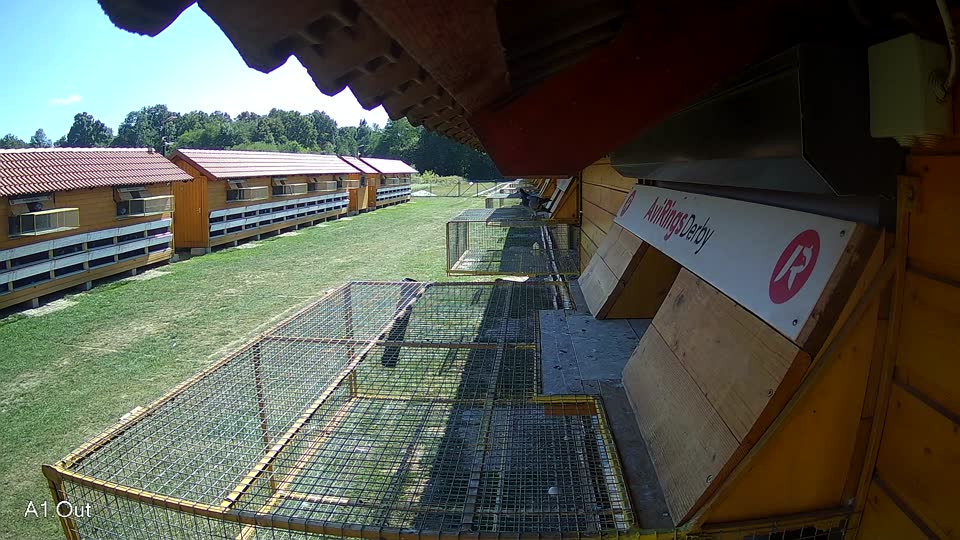 Pigeon Arrival Image For Race Race 5