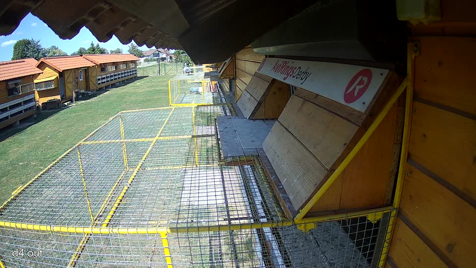 Pigeon Arrival Image For Race Race 5