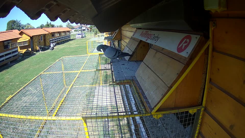 Pigeon Arrival Image For Race Final Race 1/3