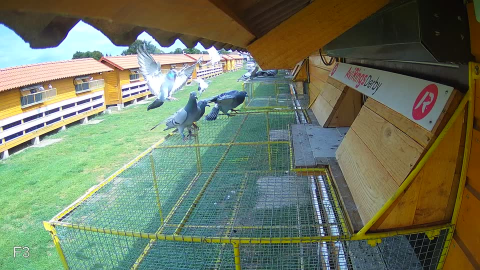 Pigeon Arrival Image For Race Race 4