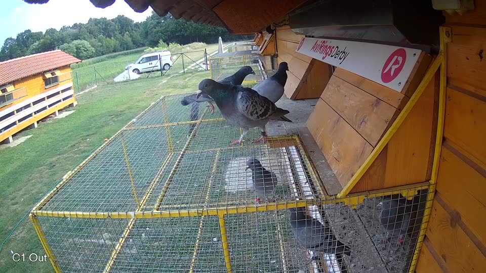 Pigeon Arrival Image For Race Race 4