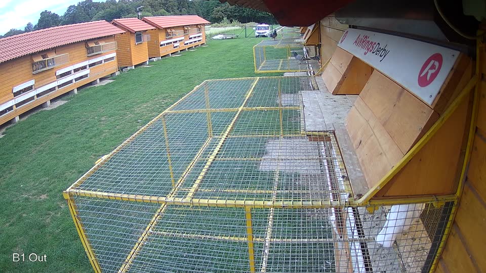 Pigeon Arrival Image For Race Final race 1