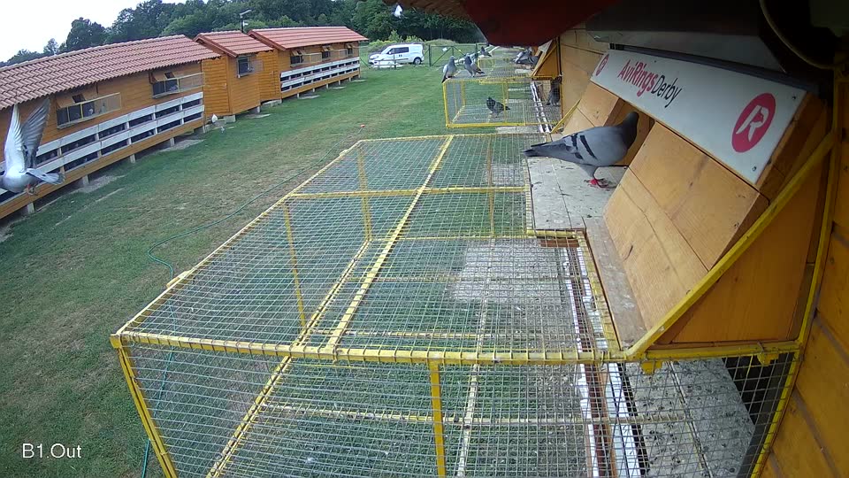 Pigeon Arrival Image For Race Race 3