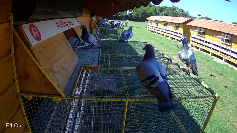 Pigeon Arrival Image For Race Race 2