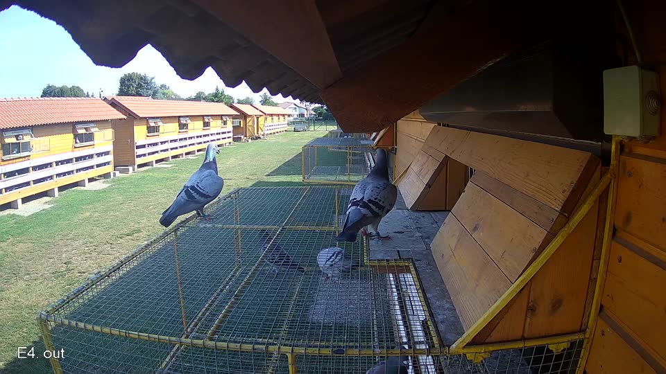 Pigeon Arrival Image For Race Race 1