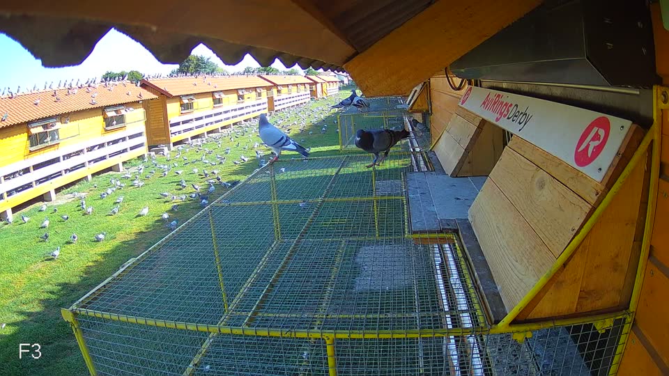 Pigeon Arrival Image For Race Race 2