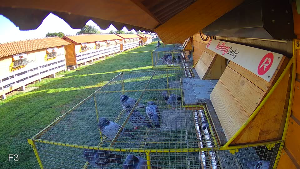 Pigeon Arrival Image For Race Race 4