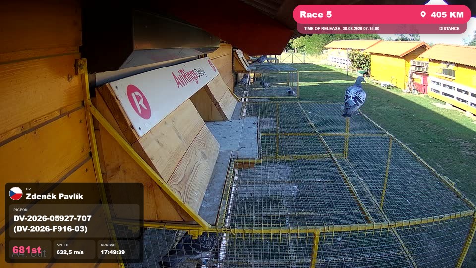 Pigeon Arrival Image For Race Race 5