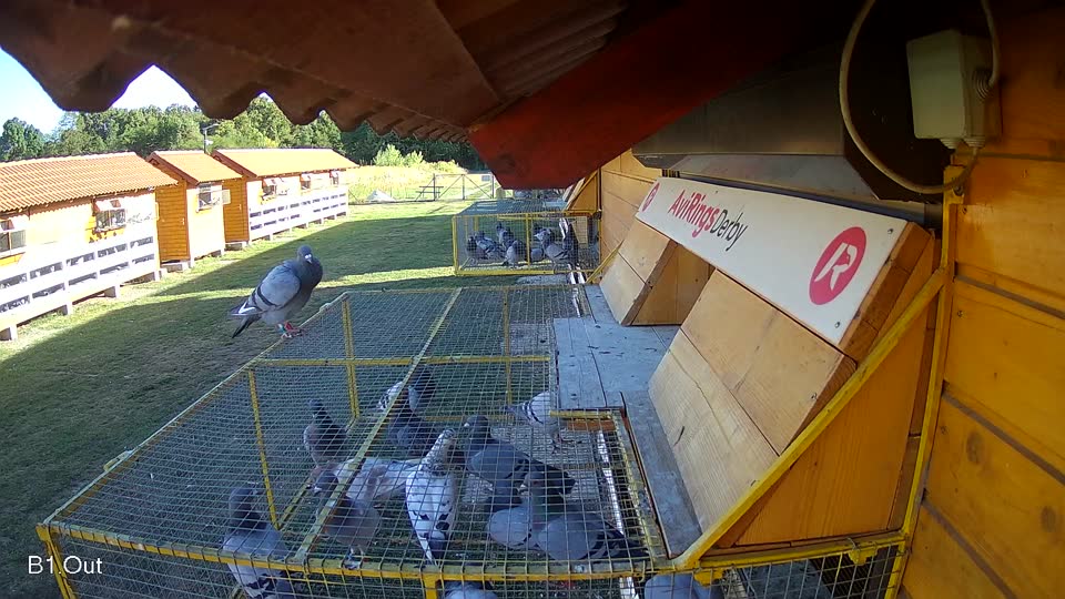 Pigeon Arrival Image For Race Race 3