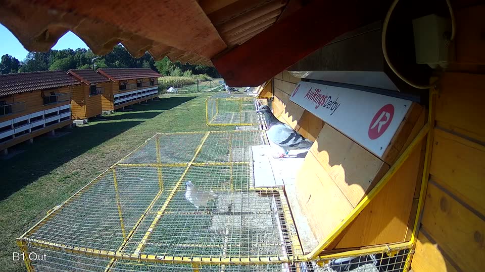 Pigeon Arrival Image For Race Race 2