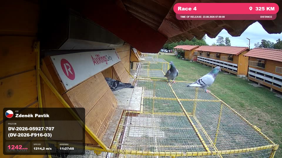 Pigeon Arrival Image For Race Race 4