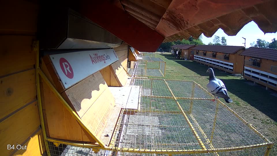 Pigeon Arrival Image For Race Race 2