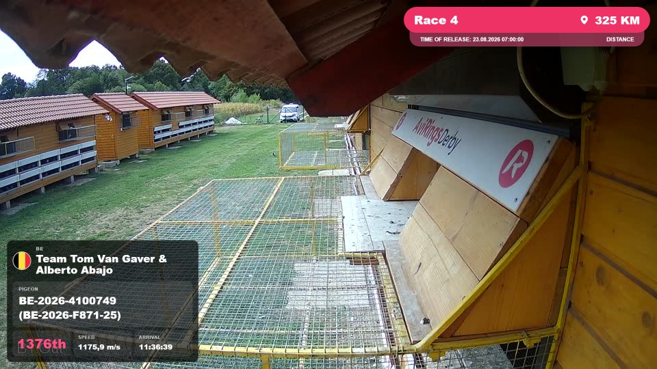 Pigeon Arrival Image For Race Race 4