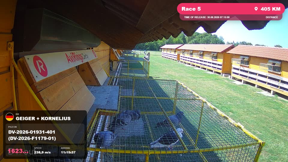Pigeon Arrival Image For Race Race 5