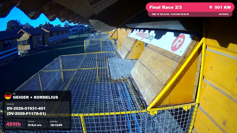 Pigeon Arrival Image For Race Final Race 2/3
