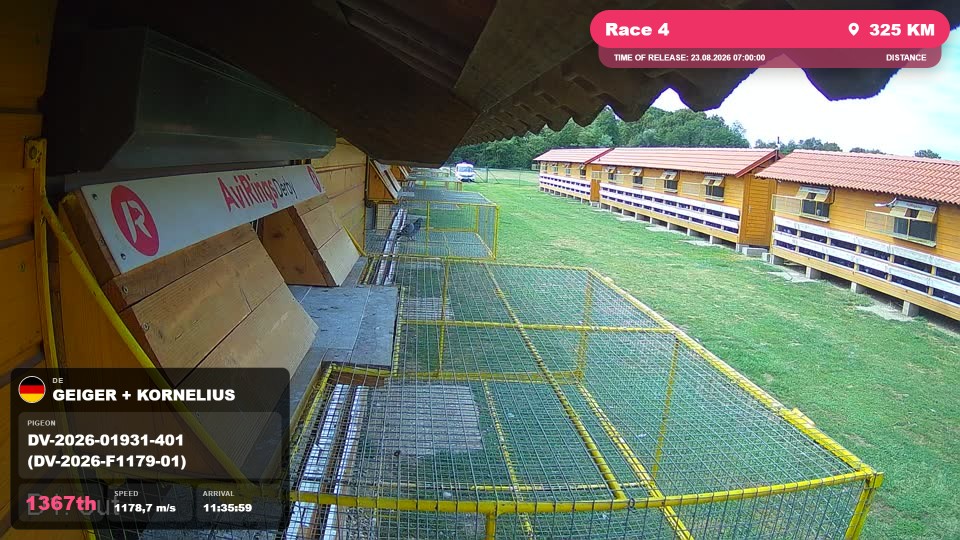 Pigeon Arrival Image For Race Race 4