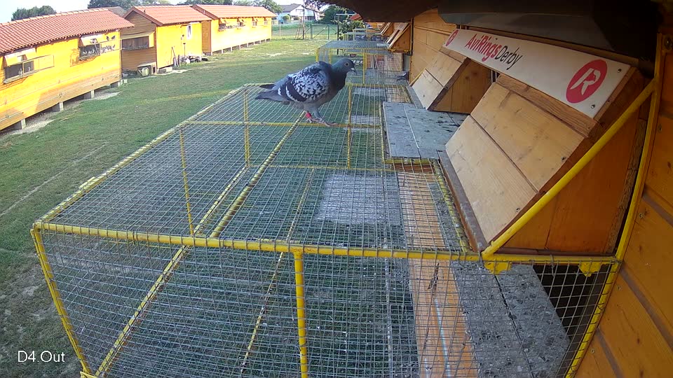 Pigeon Arrival Image For Race Race 4