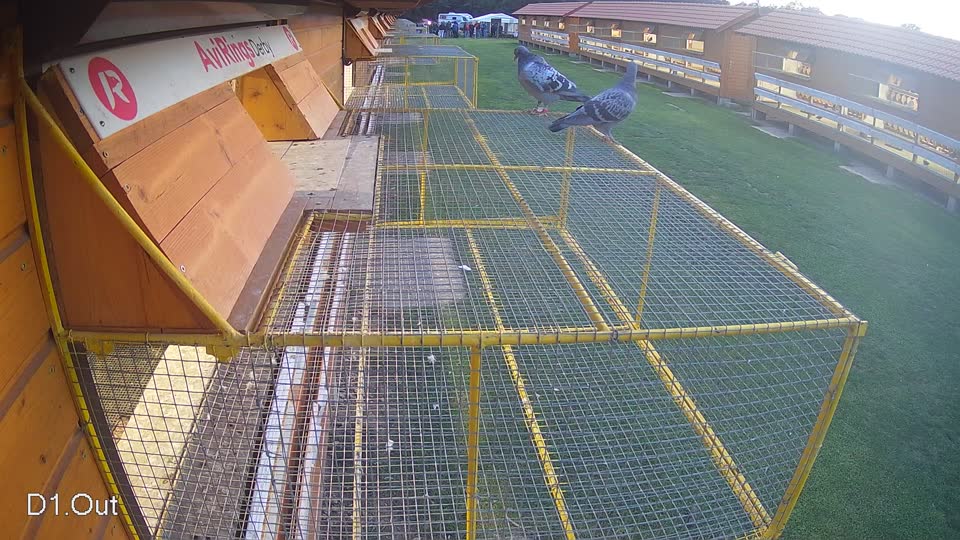 Pigeon Arrival Image For Race Final race 3