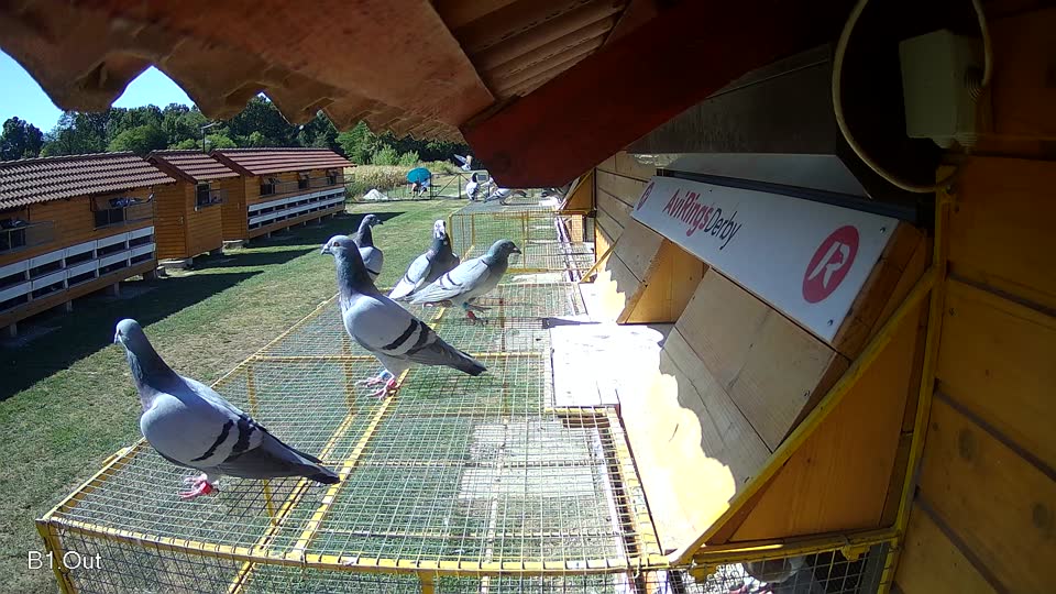 Pigeon Arrival Image For Race Race 3