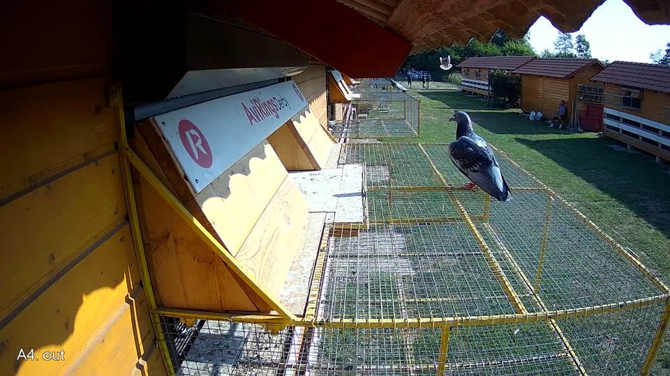 Pigeon Arrival Image For Race Race 1