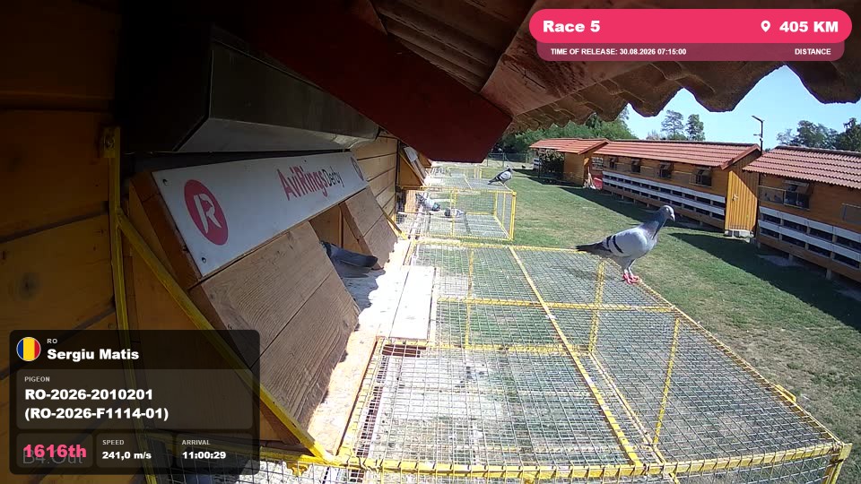 Pigeon Arrival Image For Race Race 5