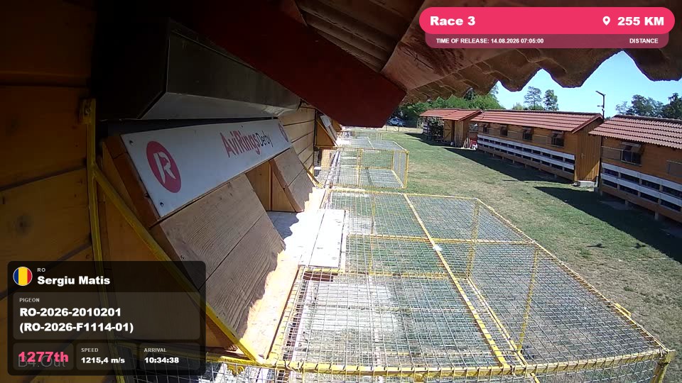 Pigeon Arrival Image For Race Race 3