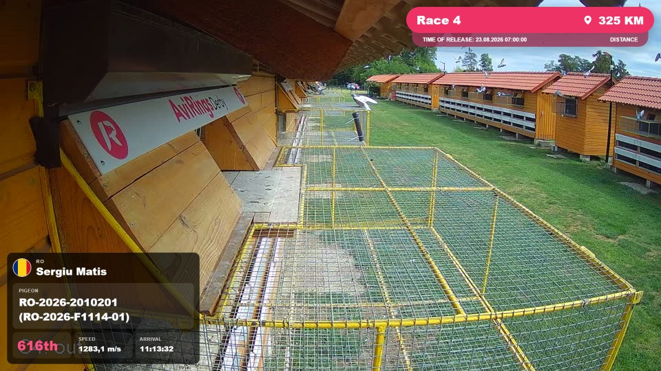 Pigeon Arrival Image For Race Race 4