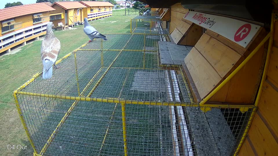 Pigeon Arrival Image For Race Race 3