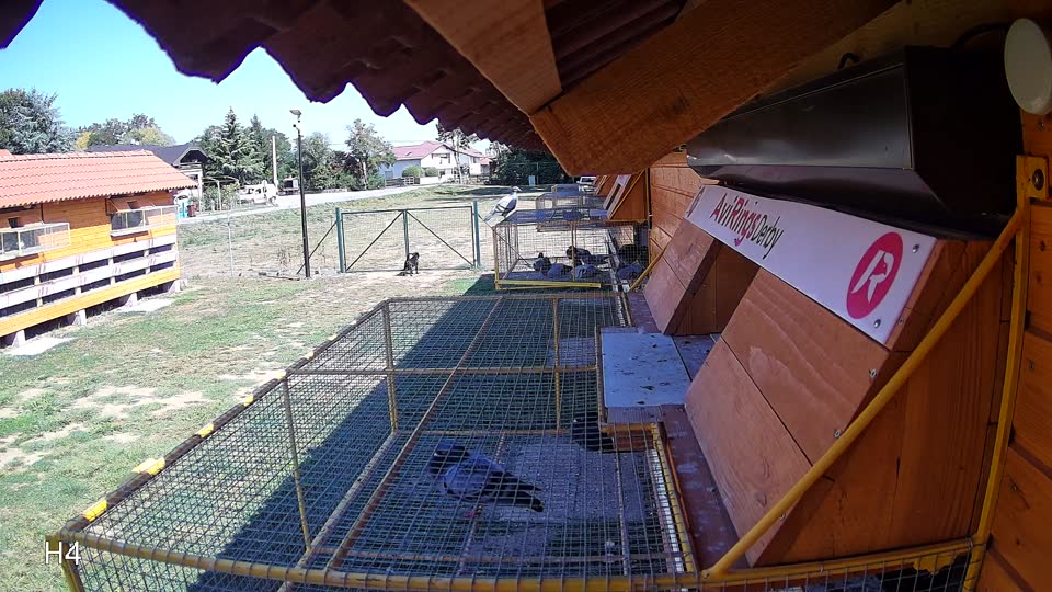Pigeon Arrival Image For Race Race 5