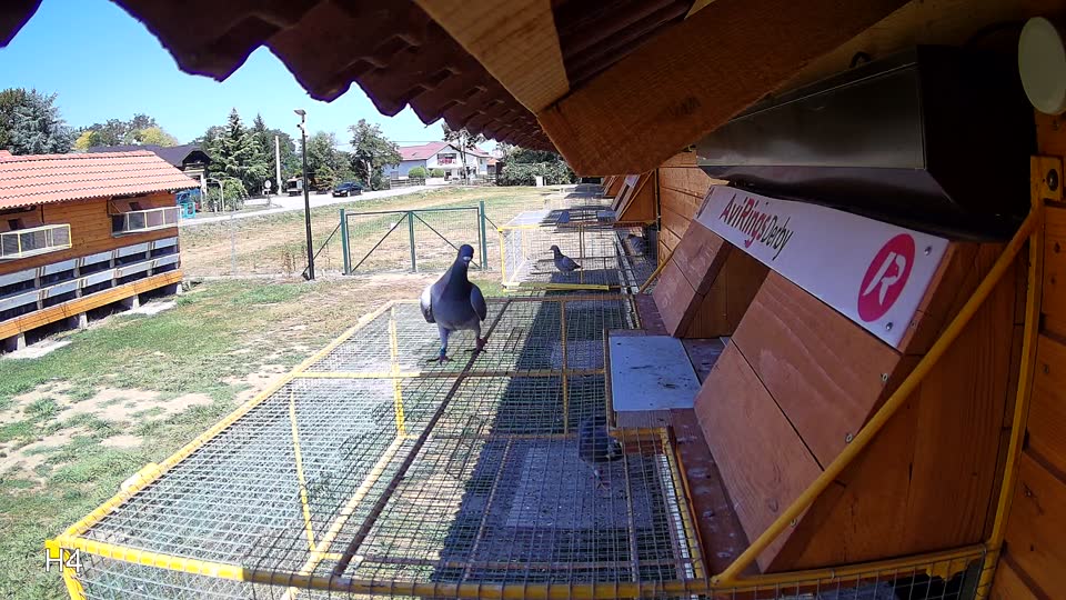 Pigeon Arrival Image For Race Race 2