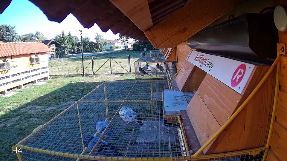 Pigeon Arrival Image For Race Race 4