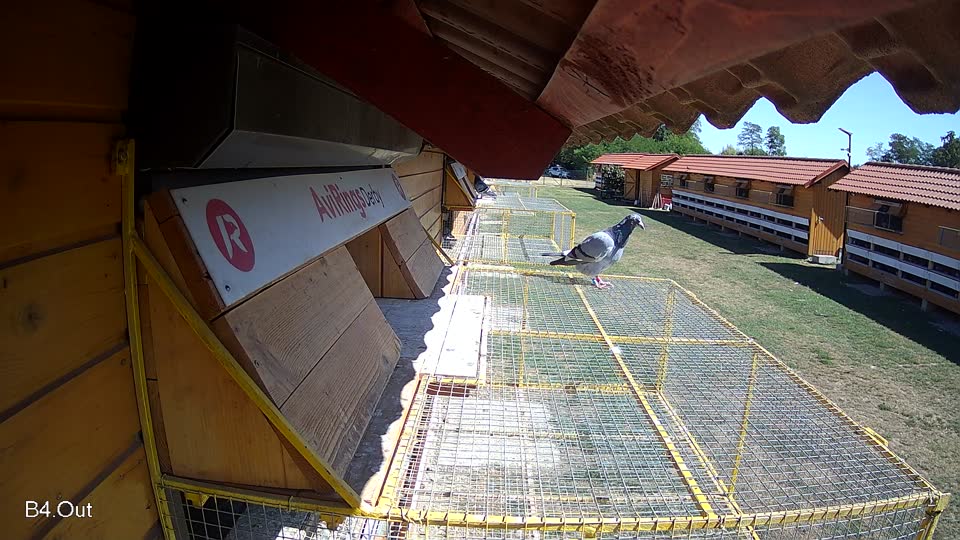 Pigeon Arrival Image For Race Race 3