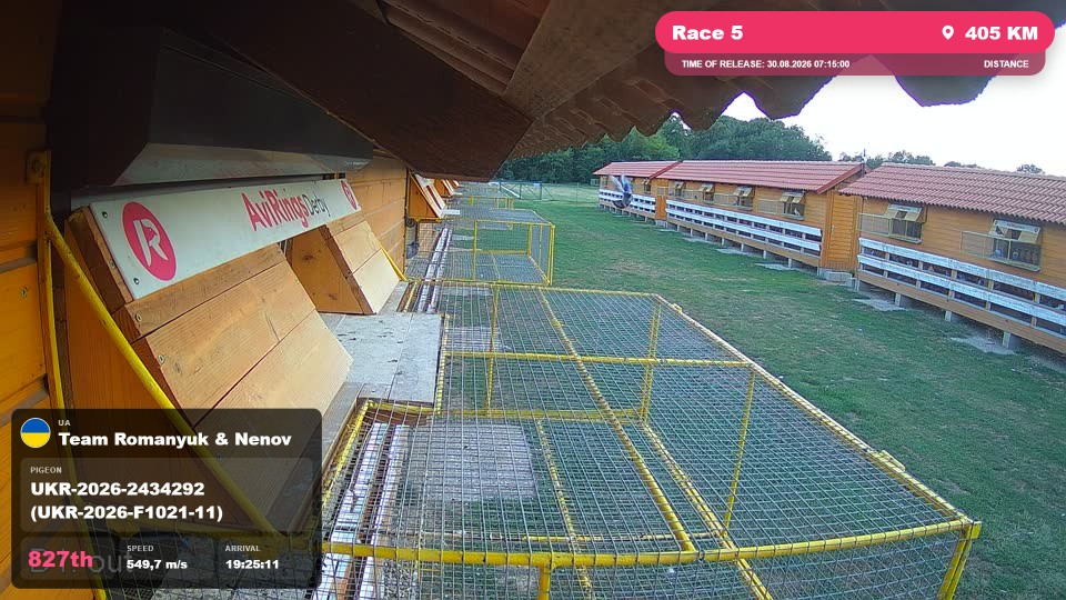 Pigeon Arrival Image For Race Race 5